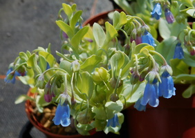 Sedum  'Vera Jameson'